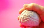 Hand holds small model of a brain