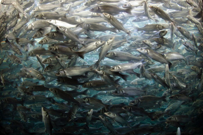 A shoal of fish swimming