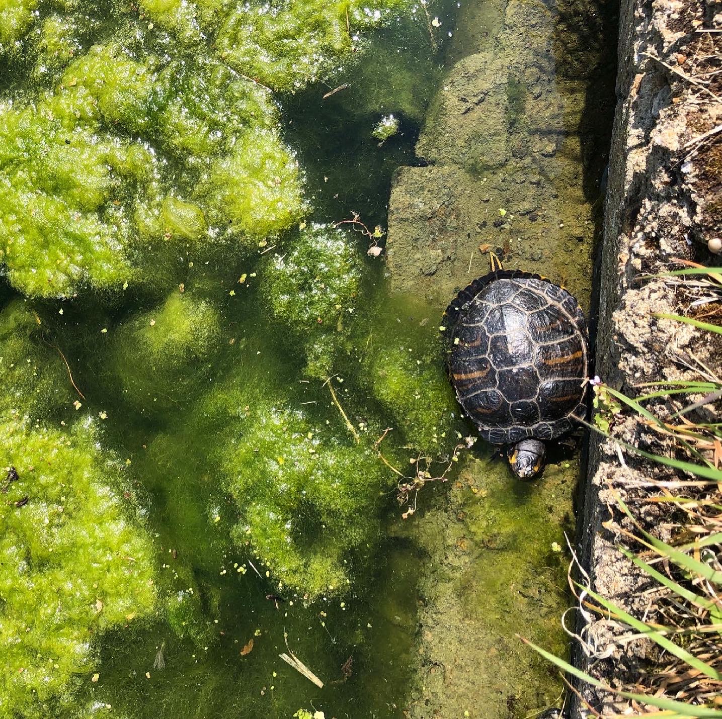 A turtle swimming in the Regent's Canal