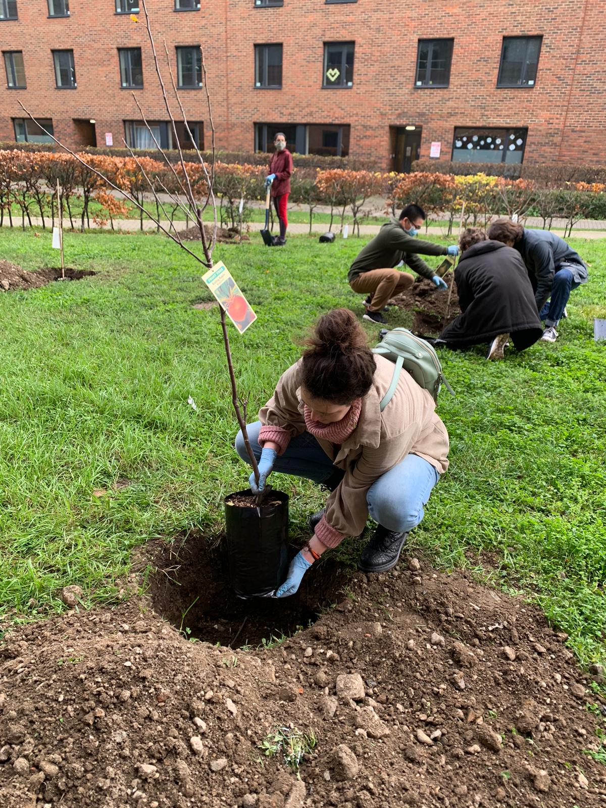 Students planting an orchard