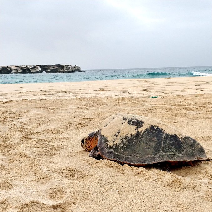 We help to protect loggerhead turtles in Cape Verde