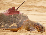 Turtles in Cape Verde