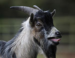 A goat calling. Credit - Brian Squibb