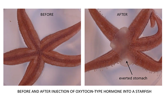 Effect of love hormone on starfish