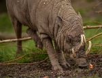 Babirusas are typically found in Wallacea