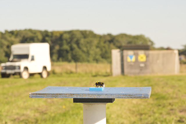 A bumblebee eats a food reward presented on an artificial flower. Five such feeders each contain 1/5 of the amount required to fill her up and the bee must learn a route to take her to all five. Visible in the background are a Landrover from which researchers monitor the harmonic radar and a shed which contains the bee’s nest. Copyright: Joseph Woodgate. 
