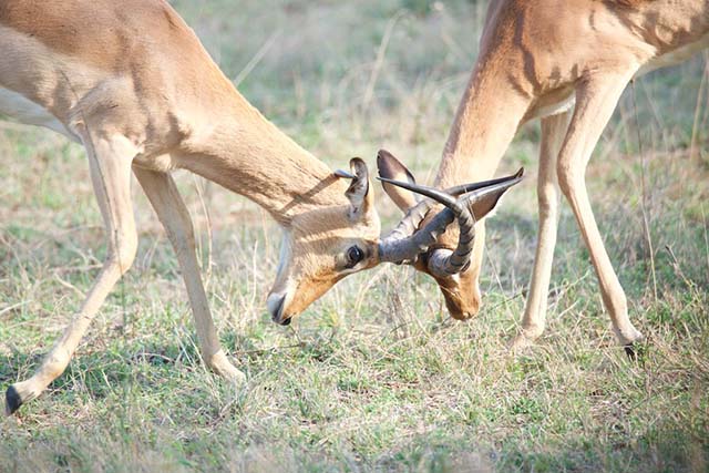 Male impala fighting. Photo: Rob Knell