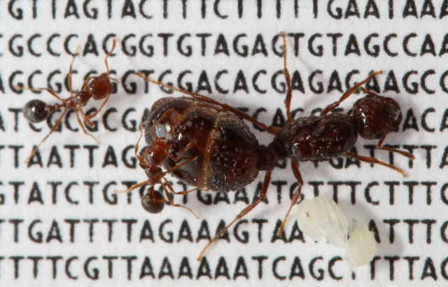 Solenopsis invicta fire ant queen (large), two workers (smaller) and a pupa (whitish) on a subset of the DNA sequence of their social chromosome. Credit: Romain Libbrecht and Yannick Wurm 