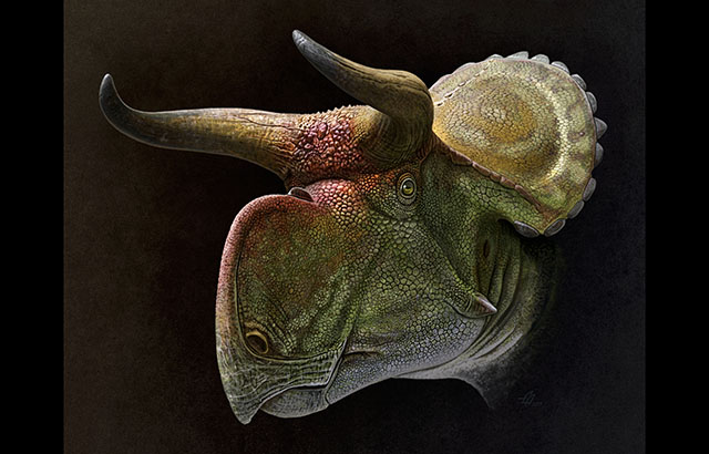  Restoration of the head of Nasutoceratops. Credit: Andrey Atuchin