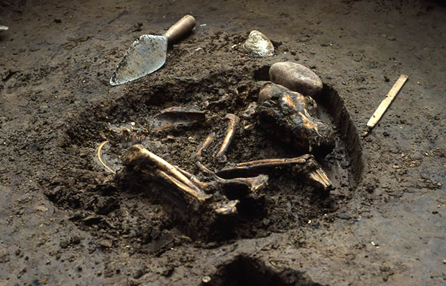  Archaeological dog remains. Photograph by Del Baston, courtesy of the Center for American Archeology