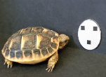 Tortoise hatchling next to face-like stimuli used in the study. Credit:Gionata Stancher