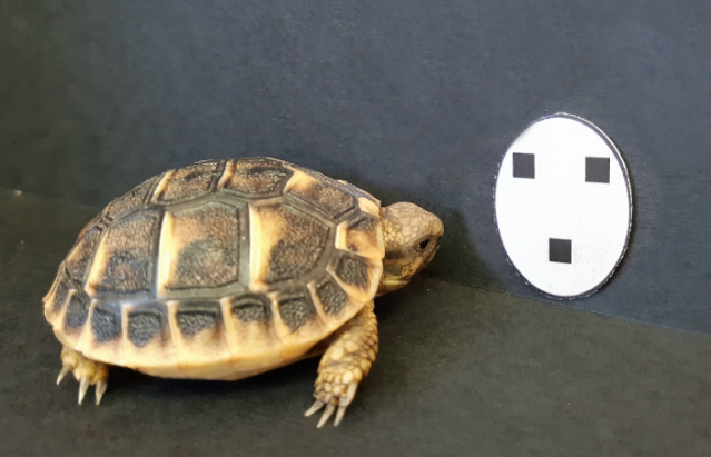 Tortoise hatchling next to face-like stimuli used in the study.Credit:Gionata Stancher