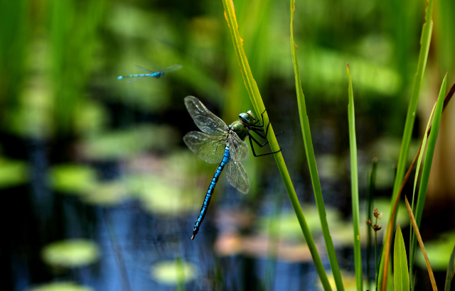 Close up of two blue dragonflies. Credit: iStock.com