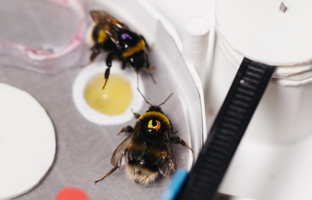 Bees teaching each other to solve a complex puzzle