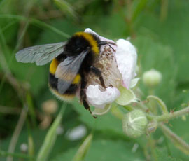 Bumblebee (bombus terrestris) © Nigel Raine