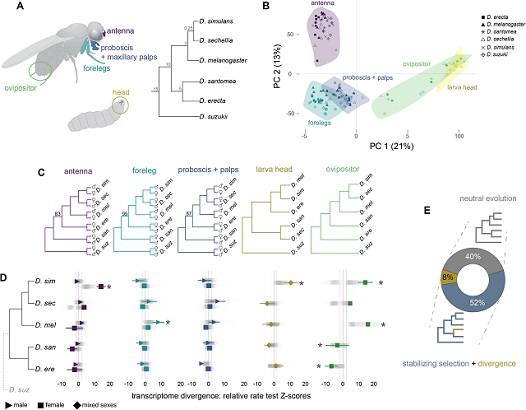 Chemosensory tissue transcriptome evolution. Credit: Gwénaëlle Bontonou et. al./Nature Communications
