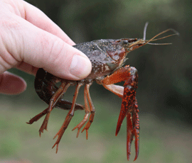 Louisiana red swamp crayfish