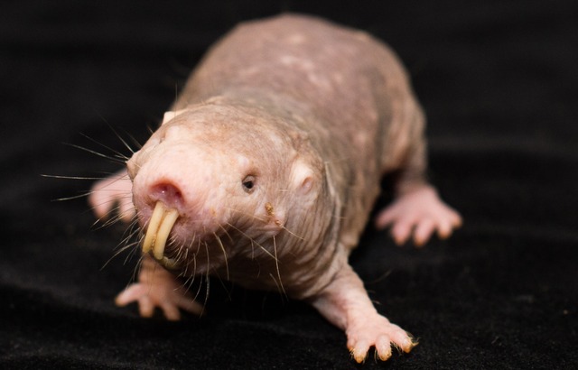 Image - Heterocephalus glaber (Naked Mole Rat) | BioLib.cz