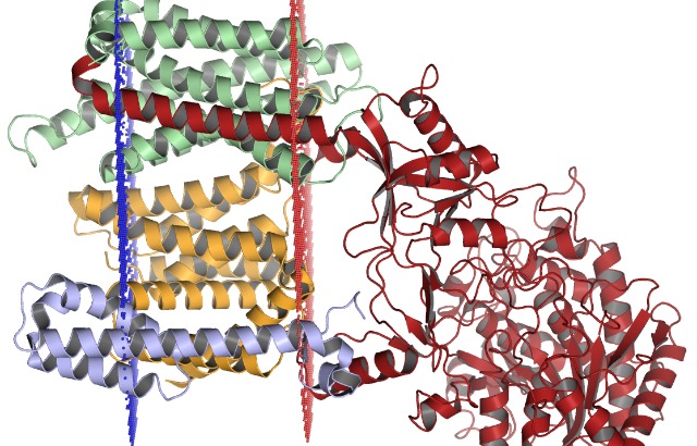 The human gamma-secretase protein complex solved by cryo-electron microscopy, containing nicastrin (red), presenilin-1 (orange), PEN-2 (blue), and APH-1 (green).(c) Opabinia regalis CC BY-SA 3.0