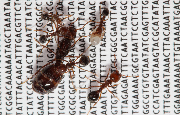 fire ants on genome