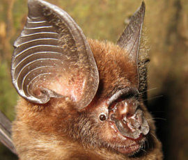 Ridley's leaf-nosed bat (Image copyright Matt Struebig)
