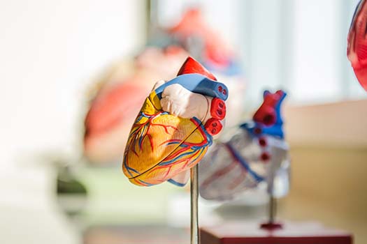 Model of a heart