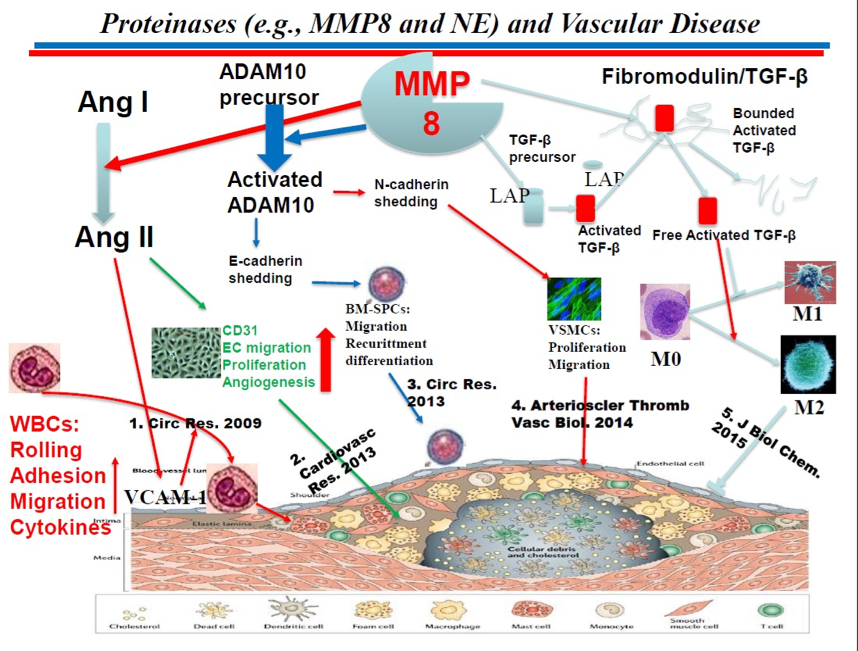 Proteinases (e.g, MMP8 and NE) and Vascular Disease
