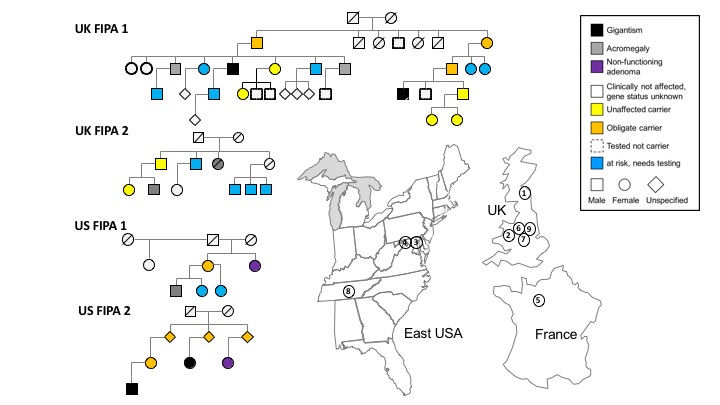 Pedigrees of the English founder AIP c.805_825dup (p.F269_H275dup) mutation and geographical locations.  