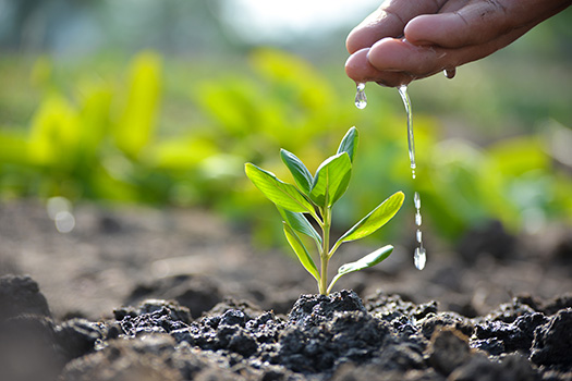 A hand pouring water over a growing plant.