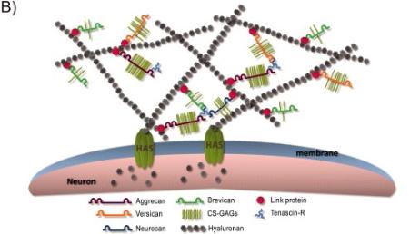 Connective tissue