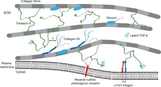 Connective tissue