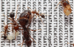 Ants on a background with DNA base pair coding written on paper