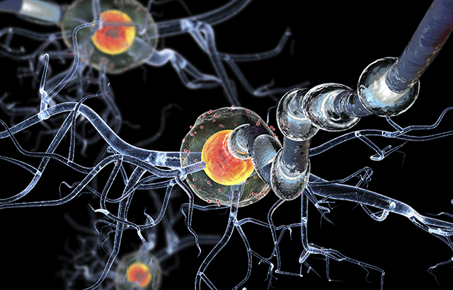 Digital graphic interpretation of neuron cells