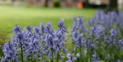 Bluebells on a lawn