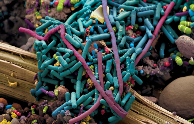 Graphical illustration of the gut microbiome