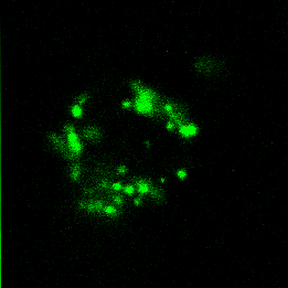 Sorted Annexin V cell 