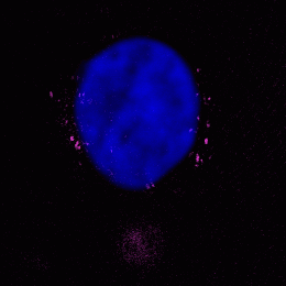 Mitochondrial Membrane Potential in sorted dead cell 