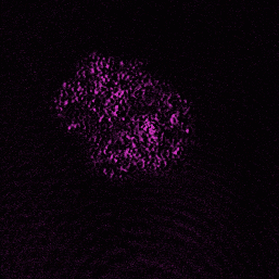 Mitochondrial Membrane Potential in sorted live cell