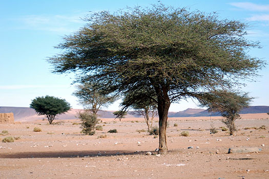 Tree in a desert in Morocco