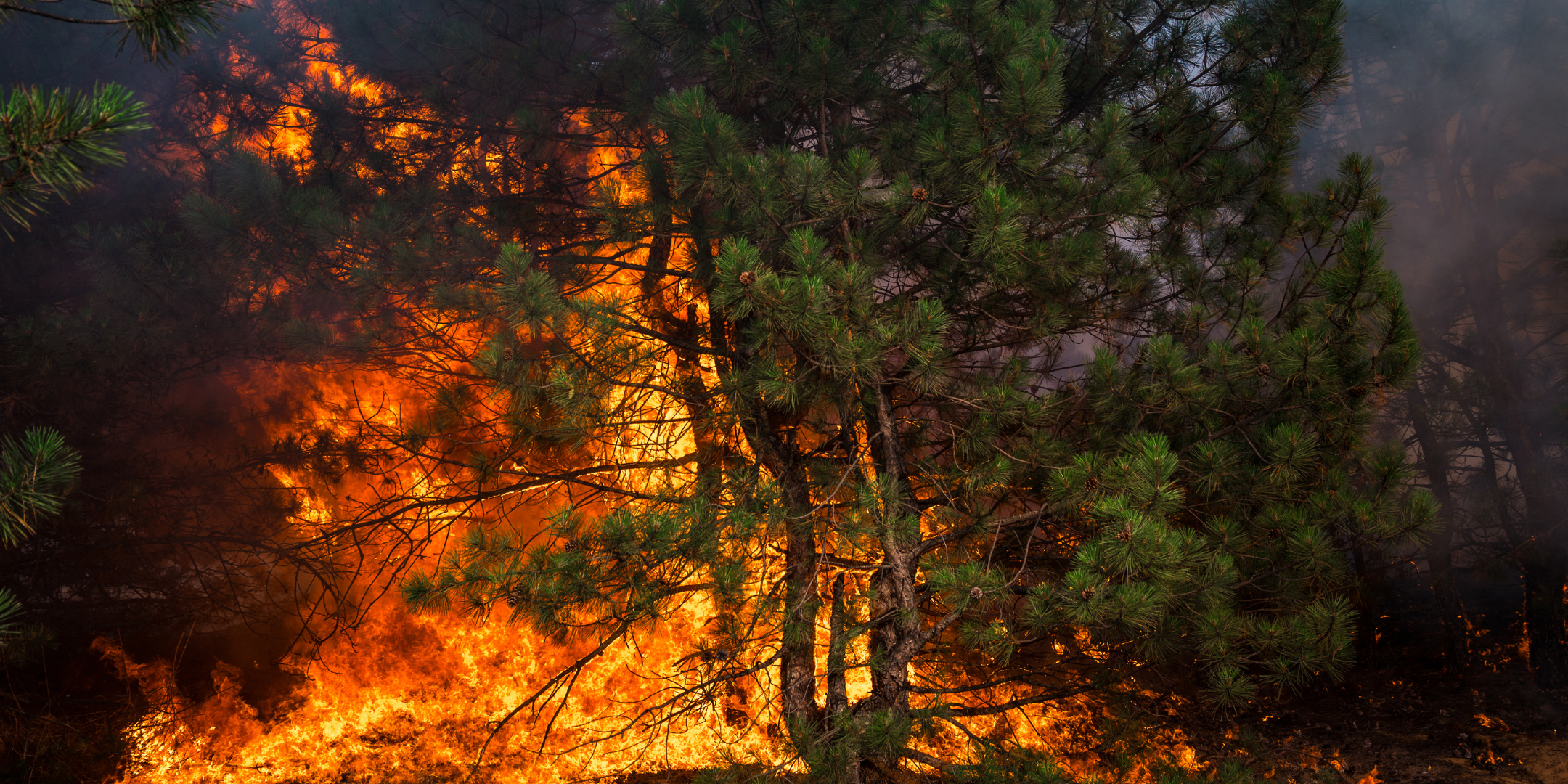 burning trees in a forest showcasing climate change