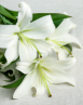 Picture of white lillies