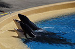 Two orca whales in captivity
