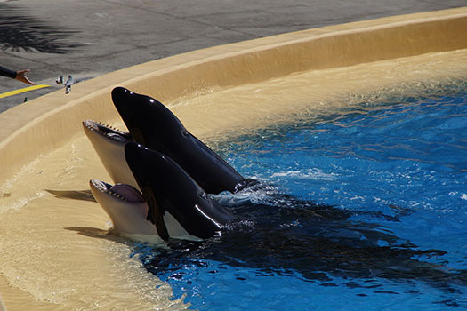Two orca (killer whales) in a pool in captivity