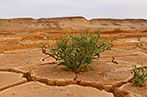 A plant growing in a desert