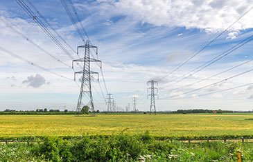 Pylons in a field of yellow flowers
