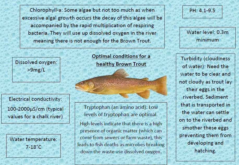 Thumbnail of our Brown Trout Q&A poster for students.