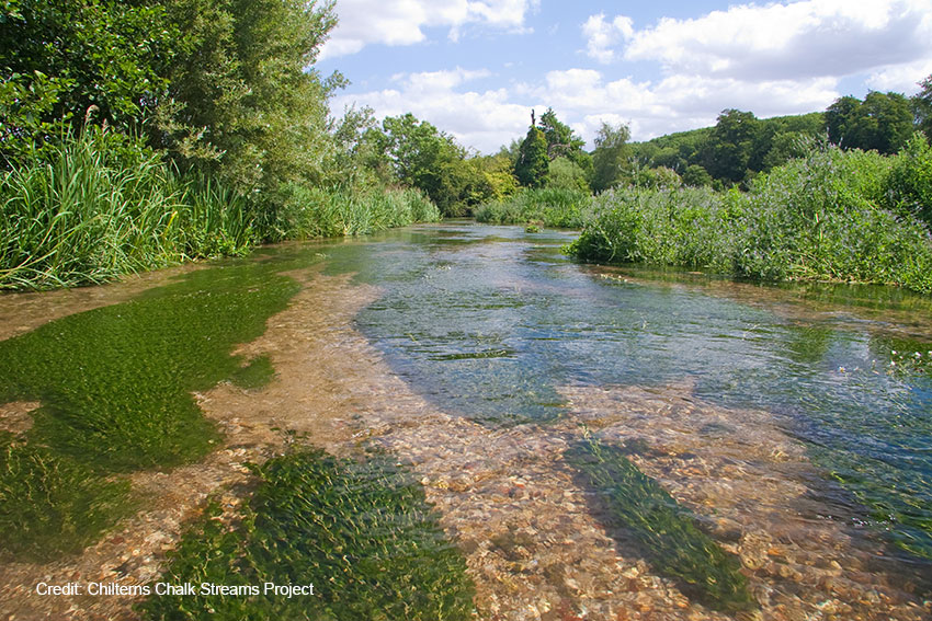 The River Chess at Latimer. Photograph credit to the Chiltern Chalk Streams Project.