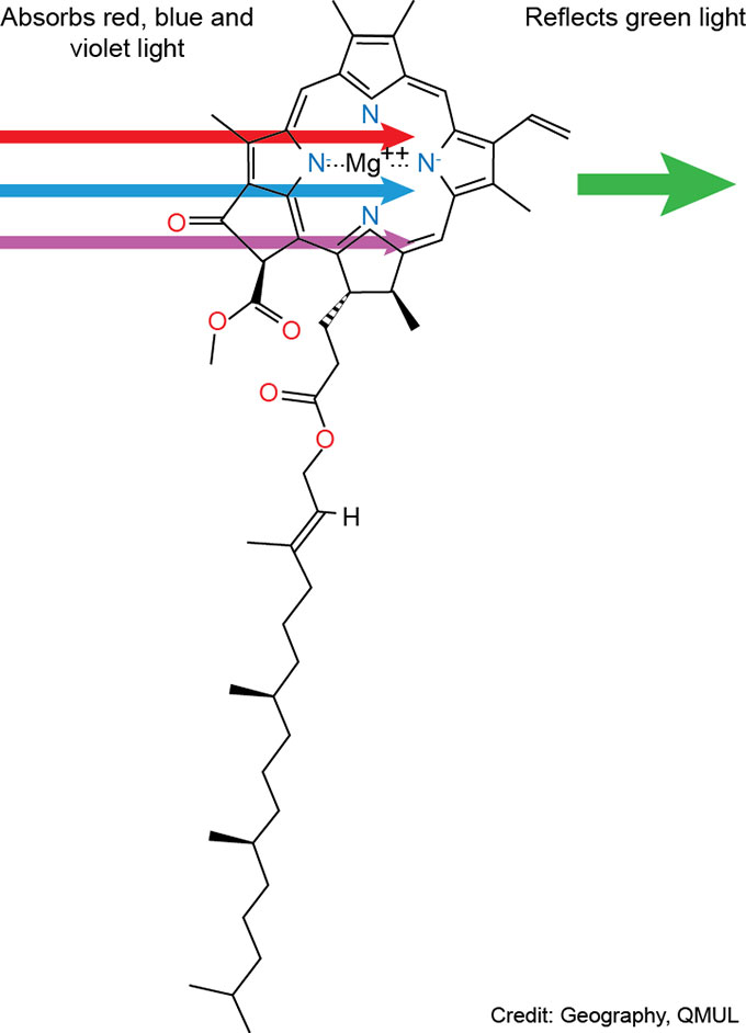 Diagram of a chlorophyll molecule.