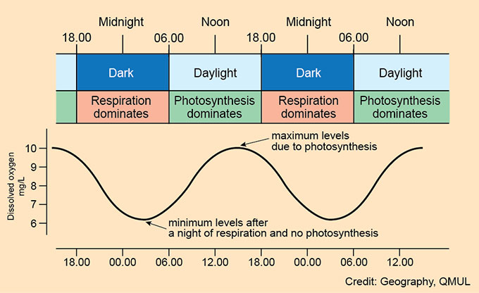 Daily cycle in dissolved oxygen linked to photosynthesis and respiration.