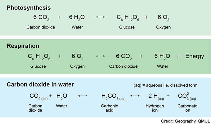 Chemical equations used to describe photosynthesis and respiration.